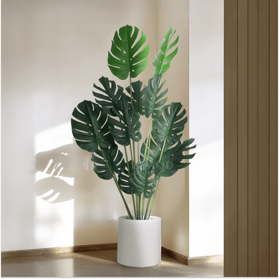 Monstera