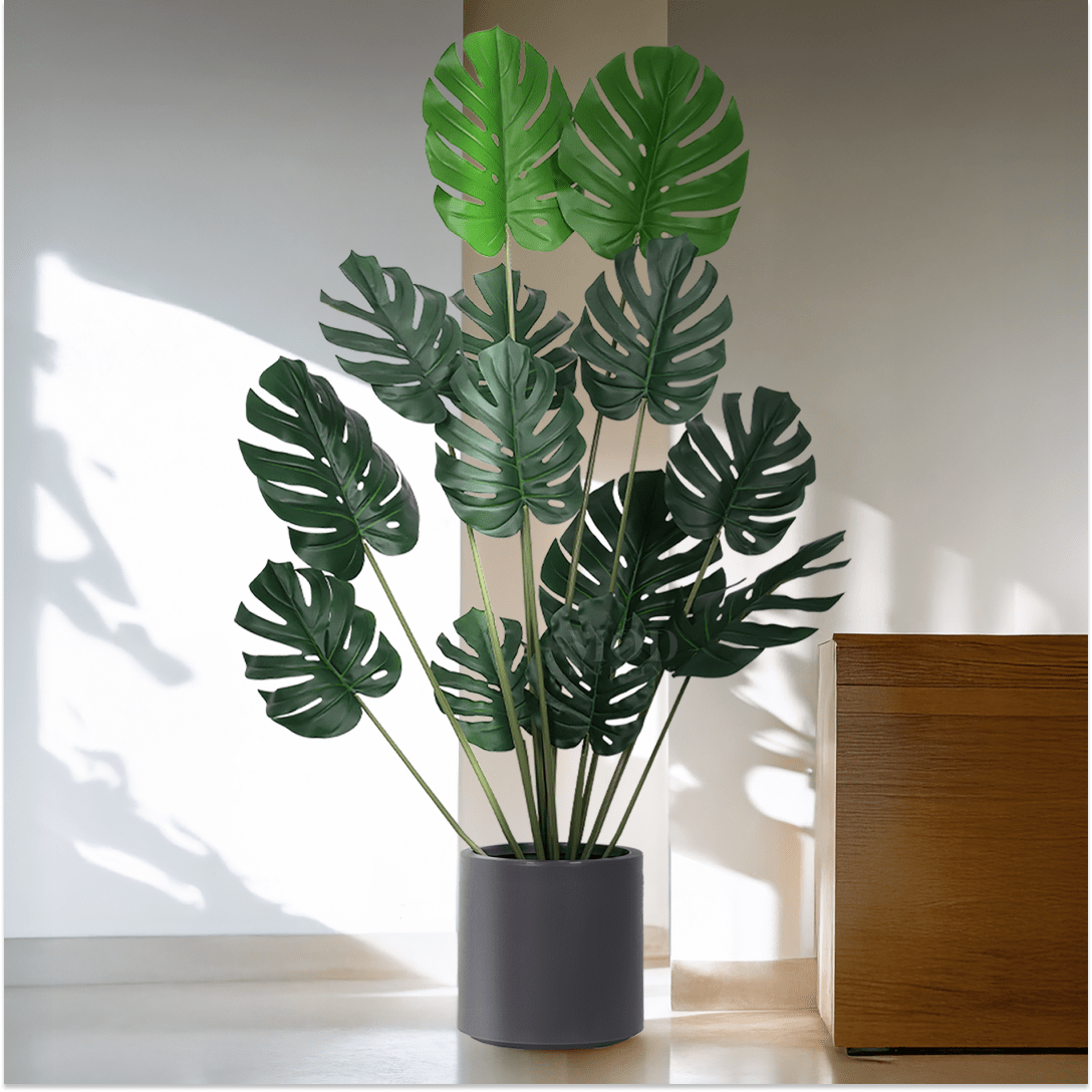Monstera