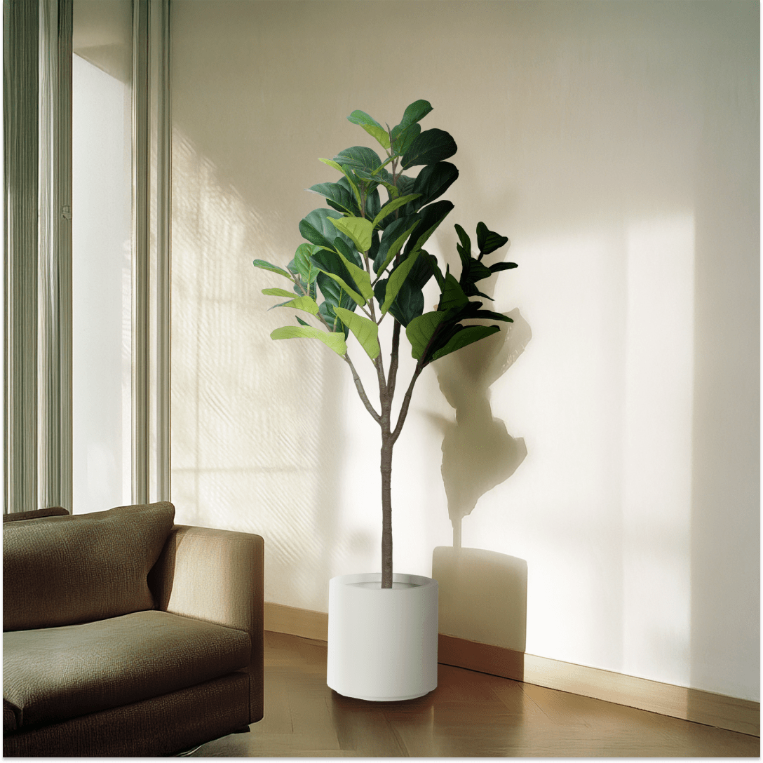 Fiddle Leaf Fig