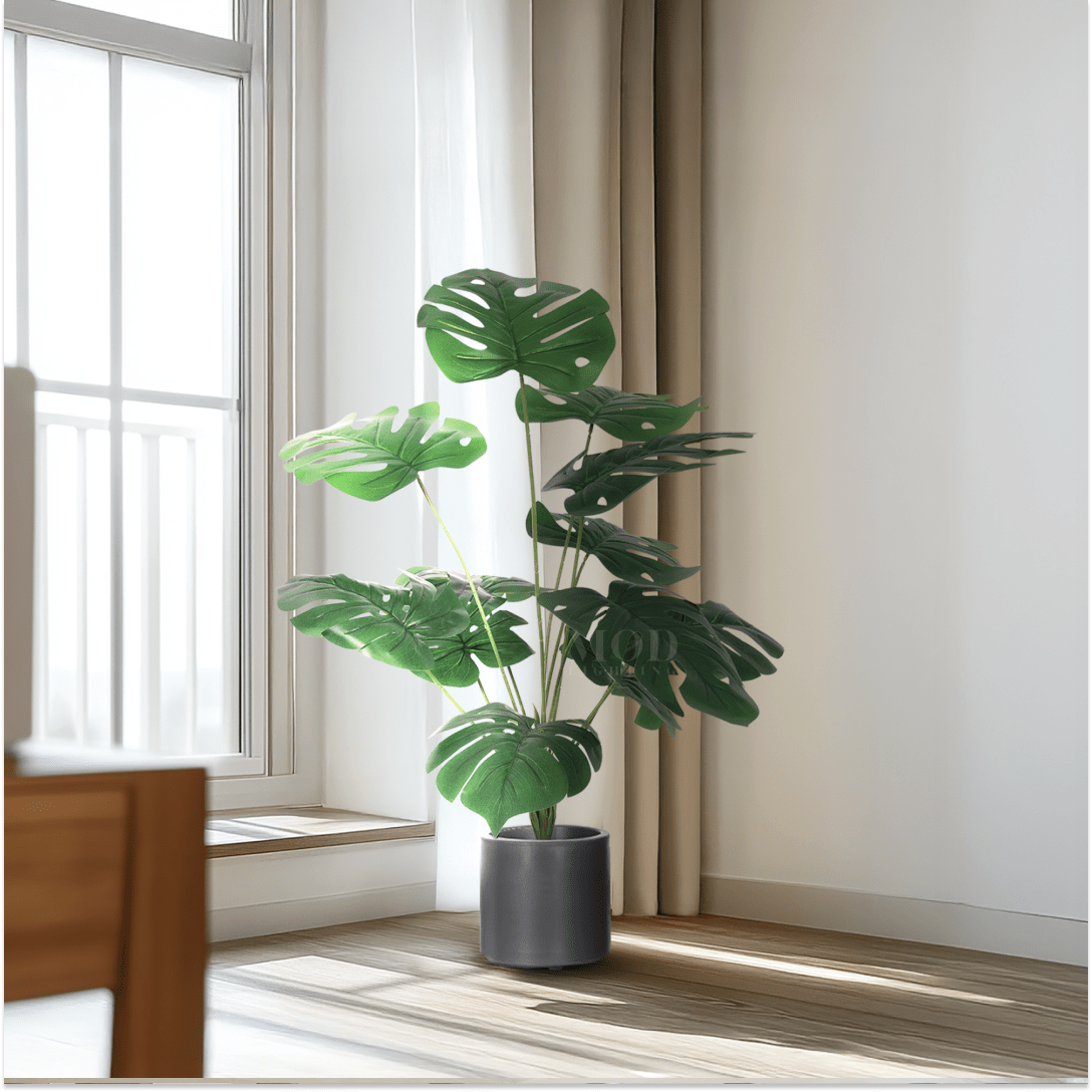 Monstera
