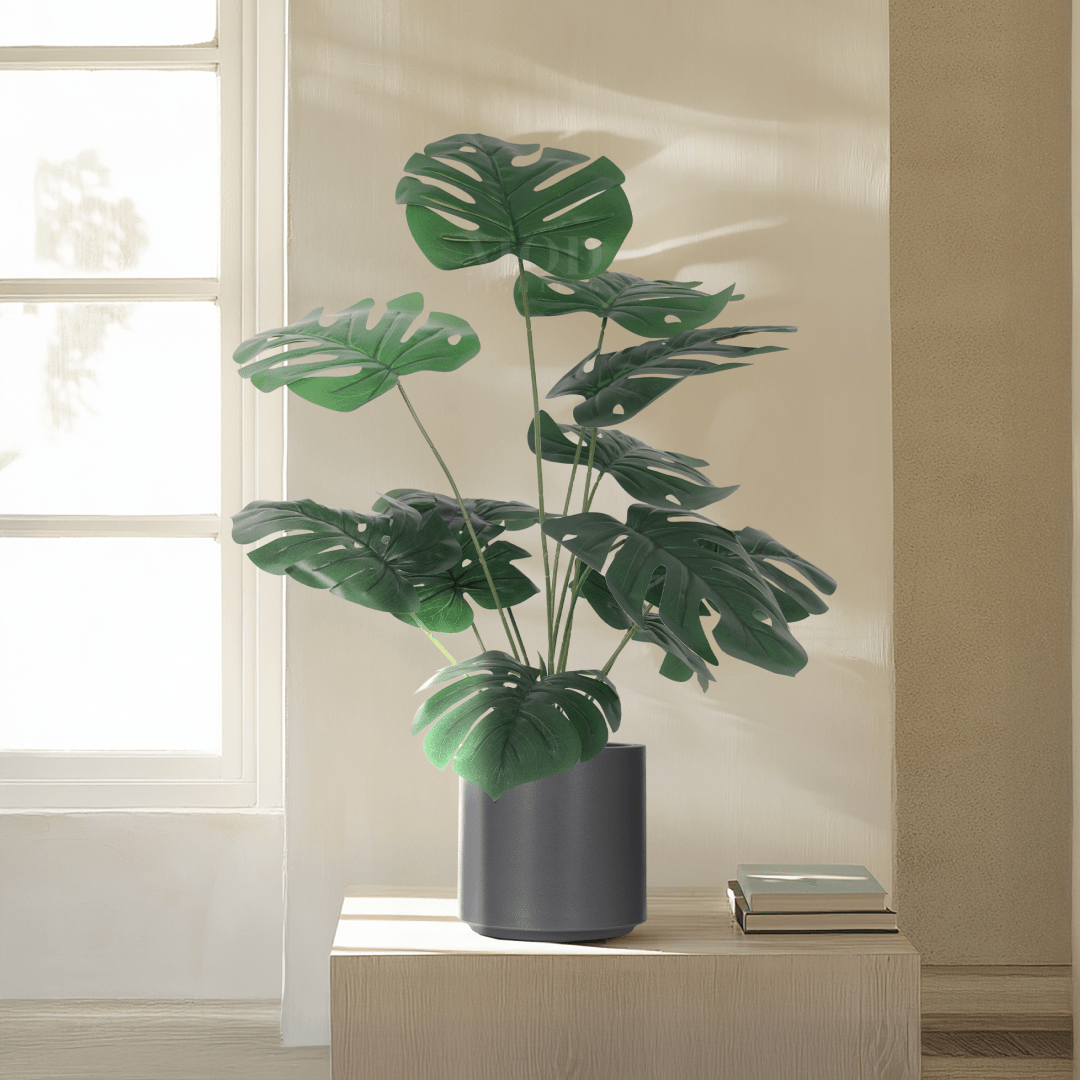 Monstera