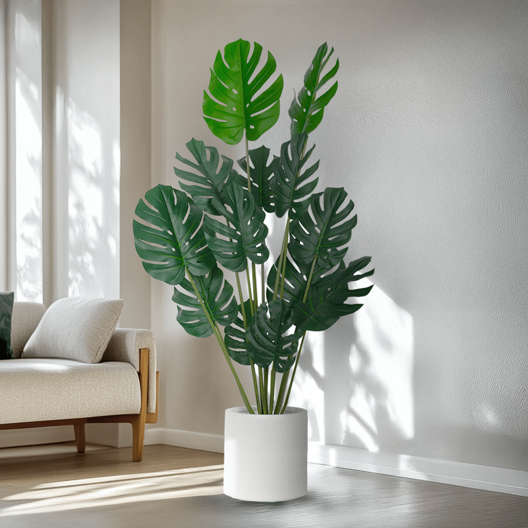 Monstera